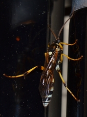 Ichneumon ambulatorius
