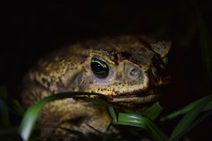 Rhinella diptycha