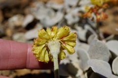 Eriogonum alpinum