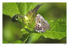 Catapaecilma major
