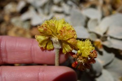 Eriogonum alpinum