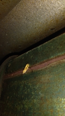 Spragueia jaguaralis