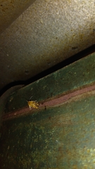 Spragueia jaguaralis