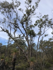 Corymbia trachyphloia