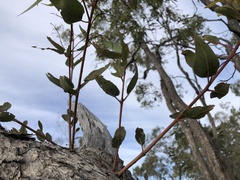 Corymbia trachyphloia