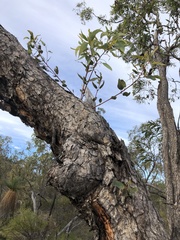 Corymbia trachyphloia