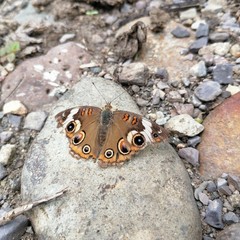 Junonia coenia coenia