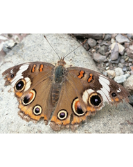 Junonia coenia coenia