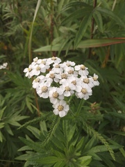 Achillea alpina camtschatica