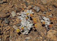 Eriogonum alpinum