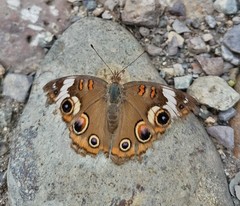 Junonia coenia coenia
