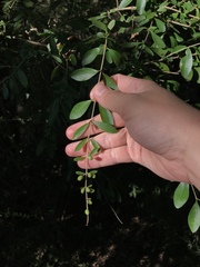 Ligustrum quihoui