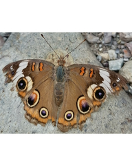 Junonia coenia coenia