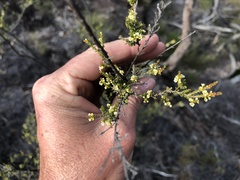 Micromyrtus sessilis