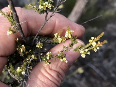 Micromyrtus sessilis