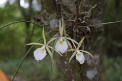 Brassavola tuberculata