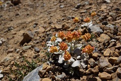 Eriogonum alpinum