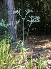 Eriogonum multiflorum
