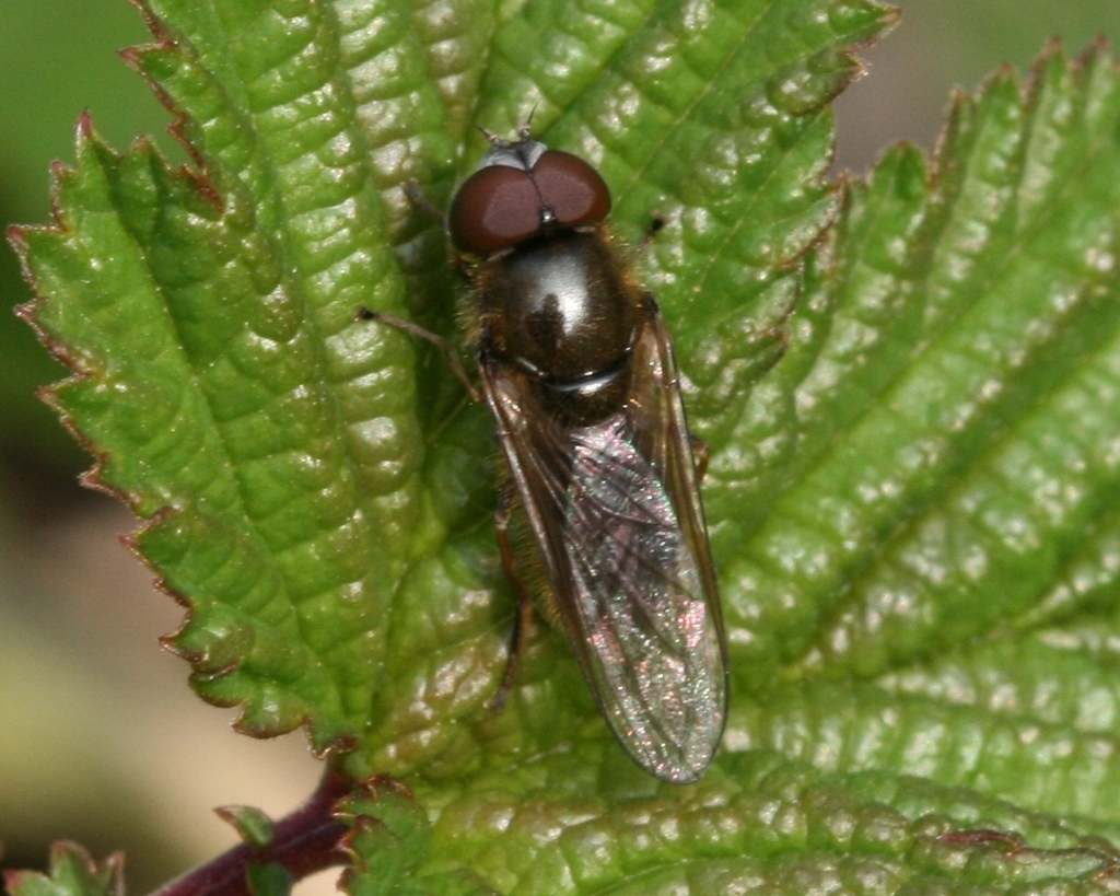 Cheilosia uviformis