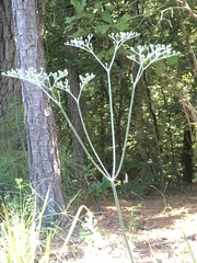 Eriogonum multiflorum