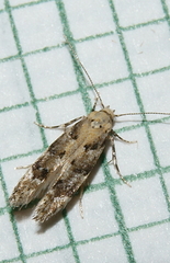 Coleotechnites coniferella