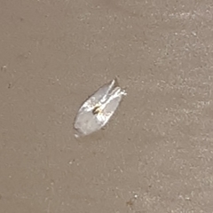 Pseudopostega quadristrigella