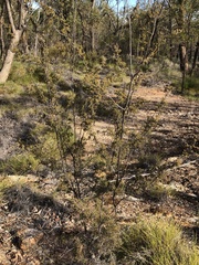 Micromyrtus sessilis