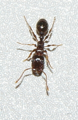 Tetramorium immigrans