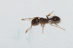 Tetramorium immigrans