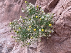 Perityle congesta