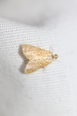 Glaphyria sesquistrialis image