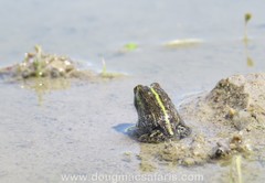 Pyxicephalus adspersus