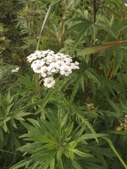 Achillea alpina camtschatica