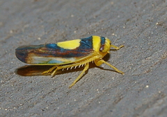 Colladonus clitellarius