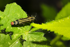 Agrilus catherinae