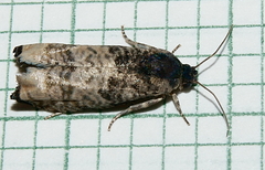 Epiblema obfuscana