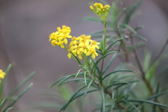 Senecio linearifolius linearifolius