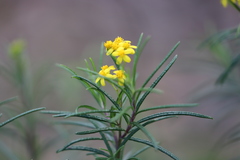 Senecio linearifolius linearifolius