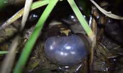 Physalaemus albonotatus