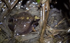 Physalaemus albonotatus