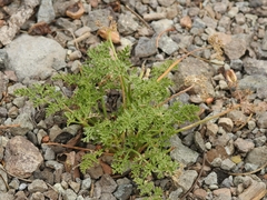 Cymopterus terebinthinus californicus