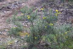 Senecio linearifolius linearifolius