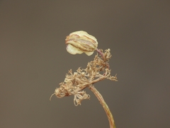 Cymopterus terebinthinus californicus