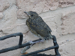 Turdus amaurochalinus