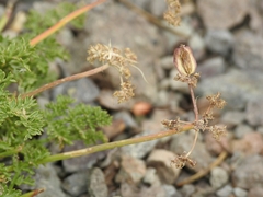 Cymopterus terebinthinus californicus