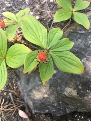 Cornus unalaschkensis
