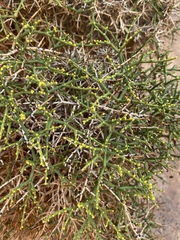 Eriogonum heermannii