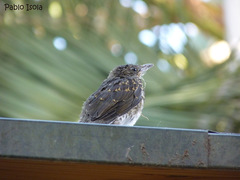 Turdus amaurochalinus