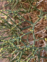 Eriogonum heermannii
