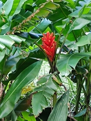Musa coccinea